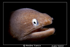 White-eye murray eel emerging from the dark...   Captured... by Andre Yanco 